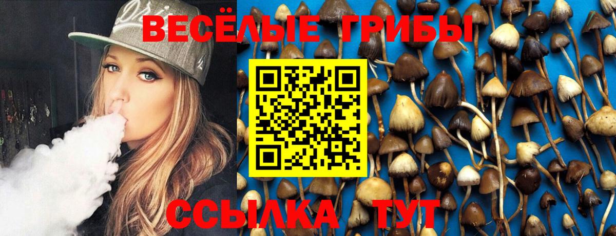 Псилоцибиновые грибы Psilocybe  наркота  Северобайкальск  Вход с VPN 
